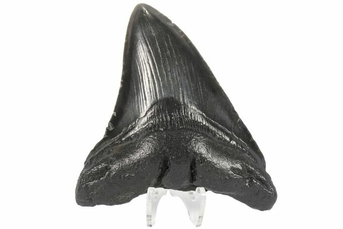Fossil Megalodon Tooth - South Carolina #86062